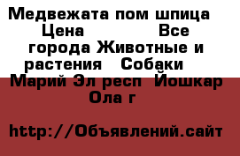 Медвежата пом шпица › Цена ­ 40 000 - Все города Животные и растения » Собаки   . Марий Эл респ.,Йошкар-Ола г.